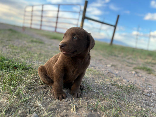 Daisy - Chocolate female Labrador
