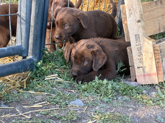 Dane - Chocolate Male Labrador