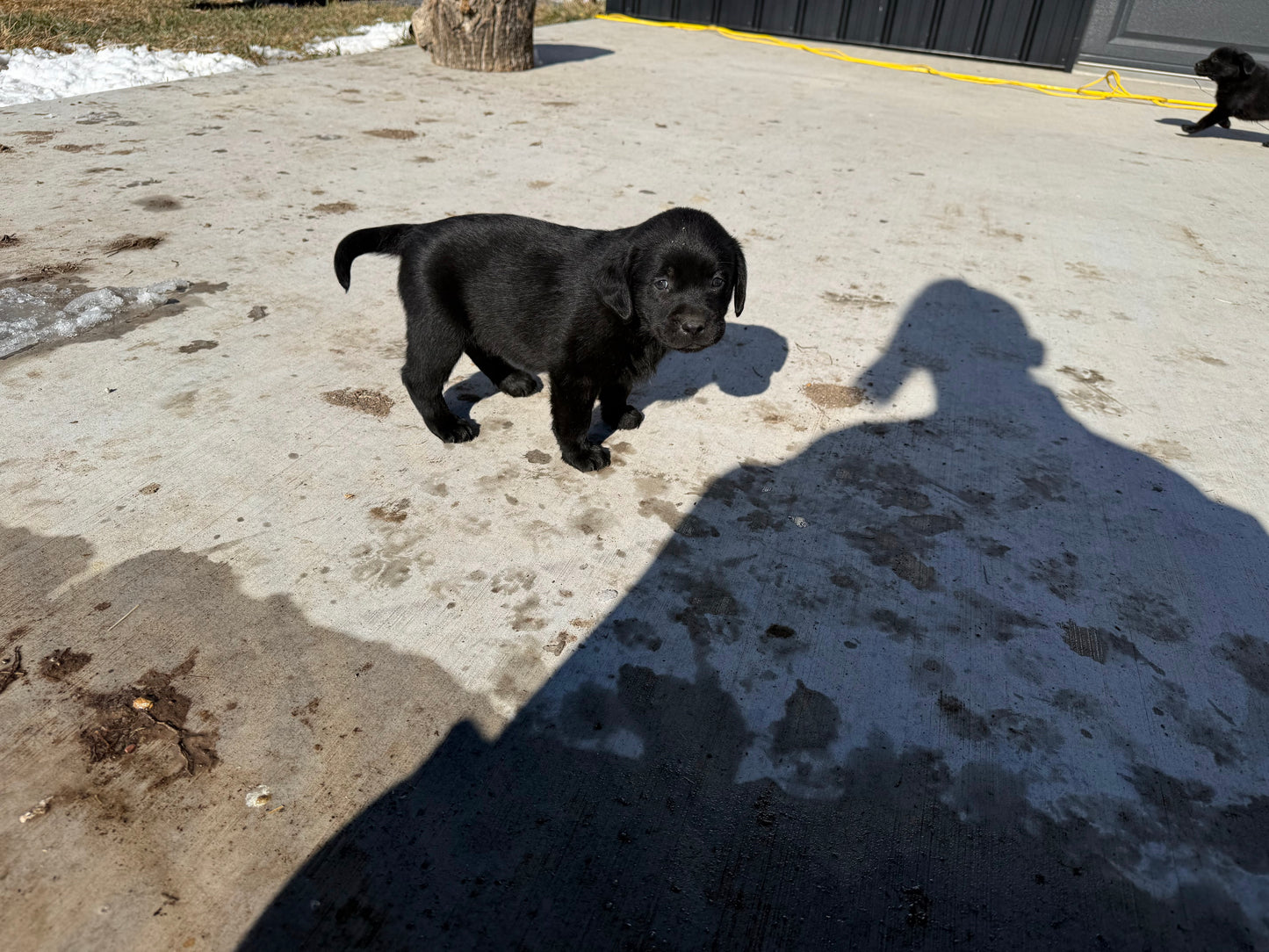 Bo - Black Male Labrador