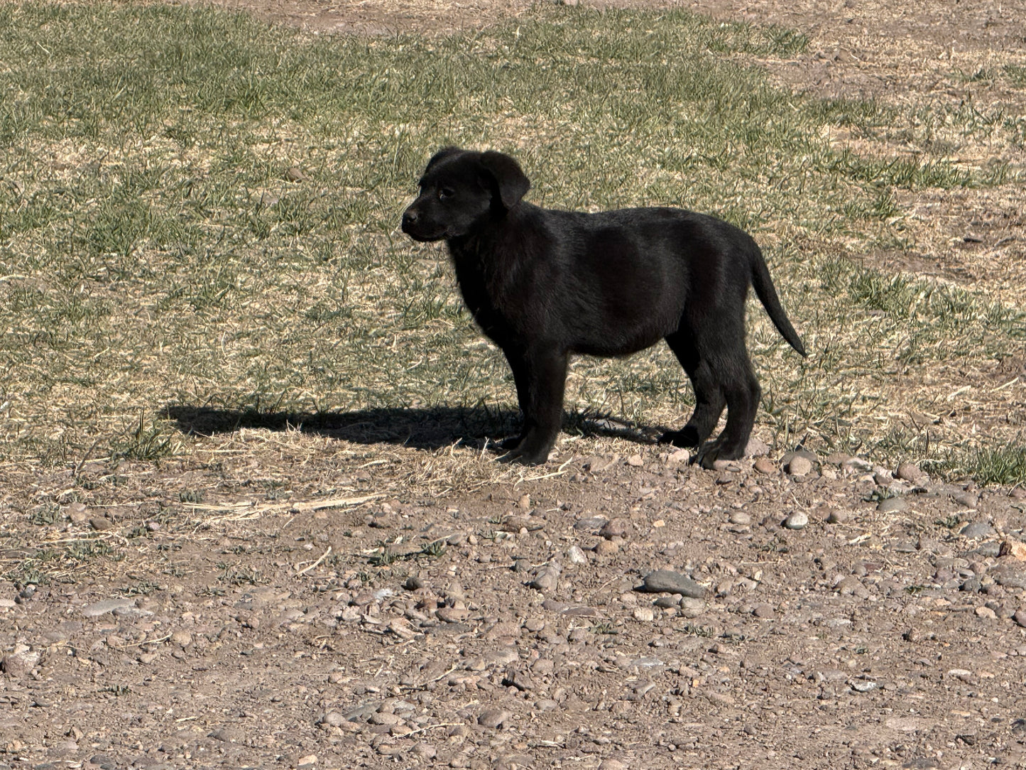 Betty - Black female Labrador
