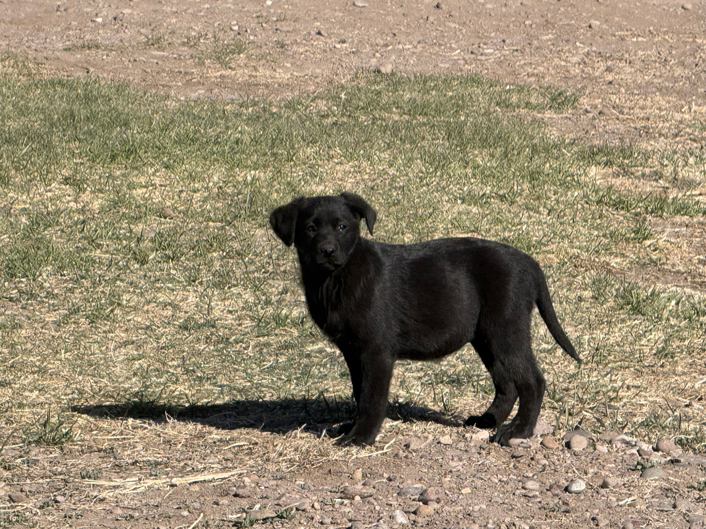 Dex - Black male Labrador