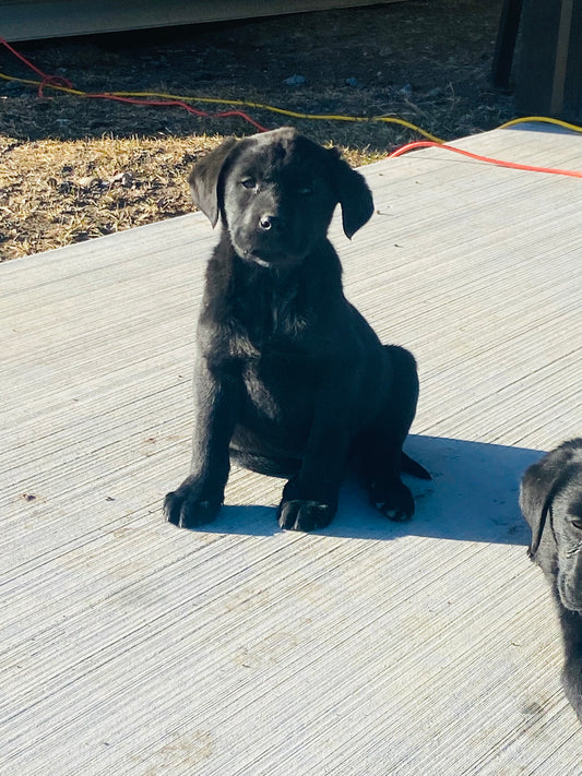 Betty - Black female Labrador