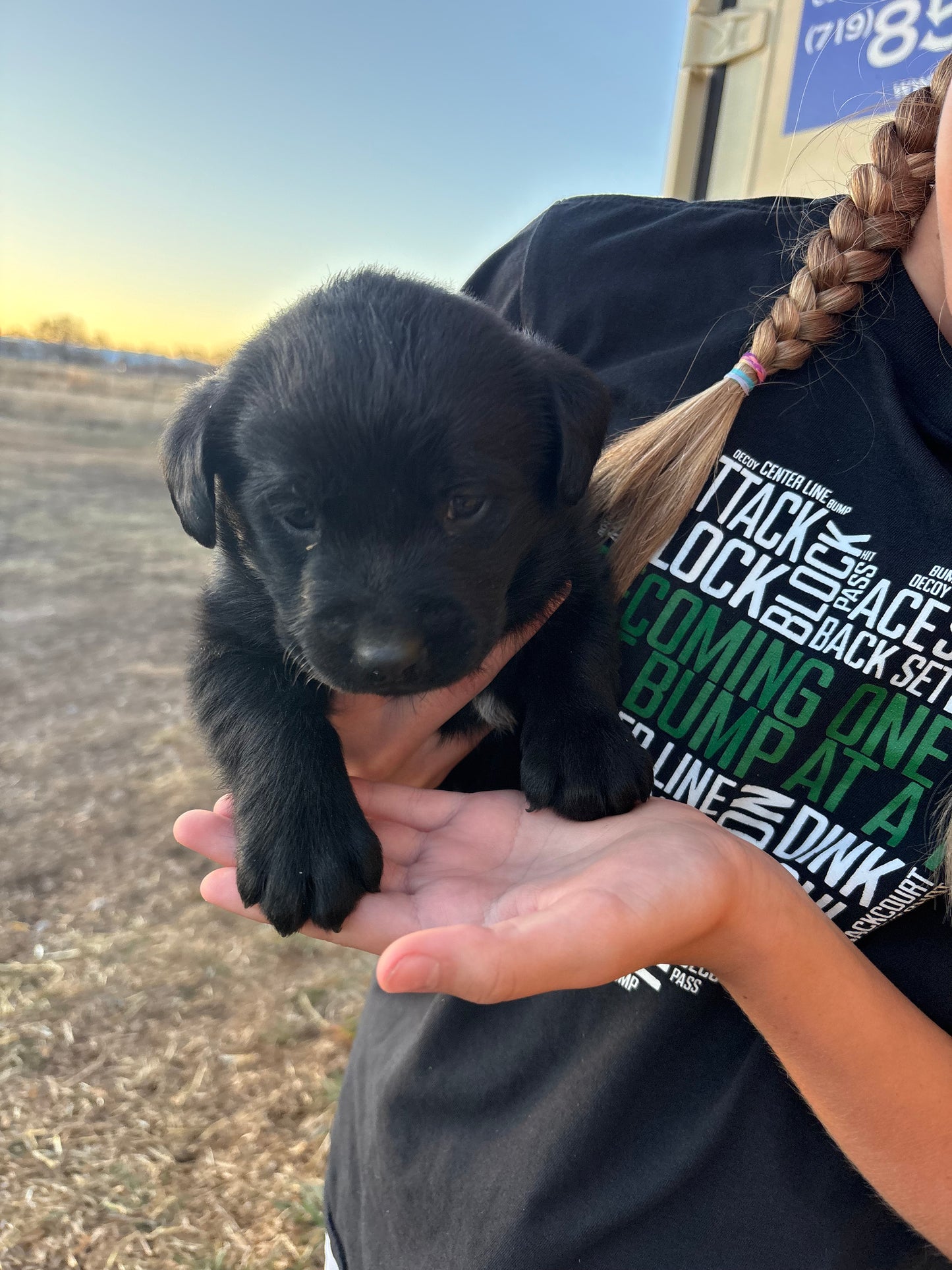 Princess - Black Female labrador