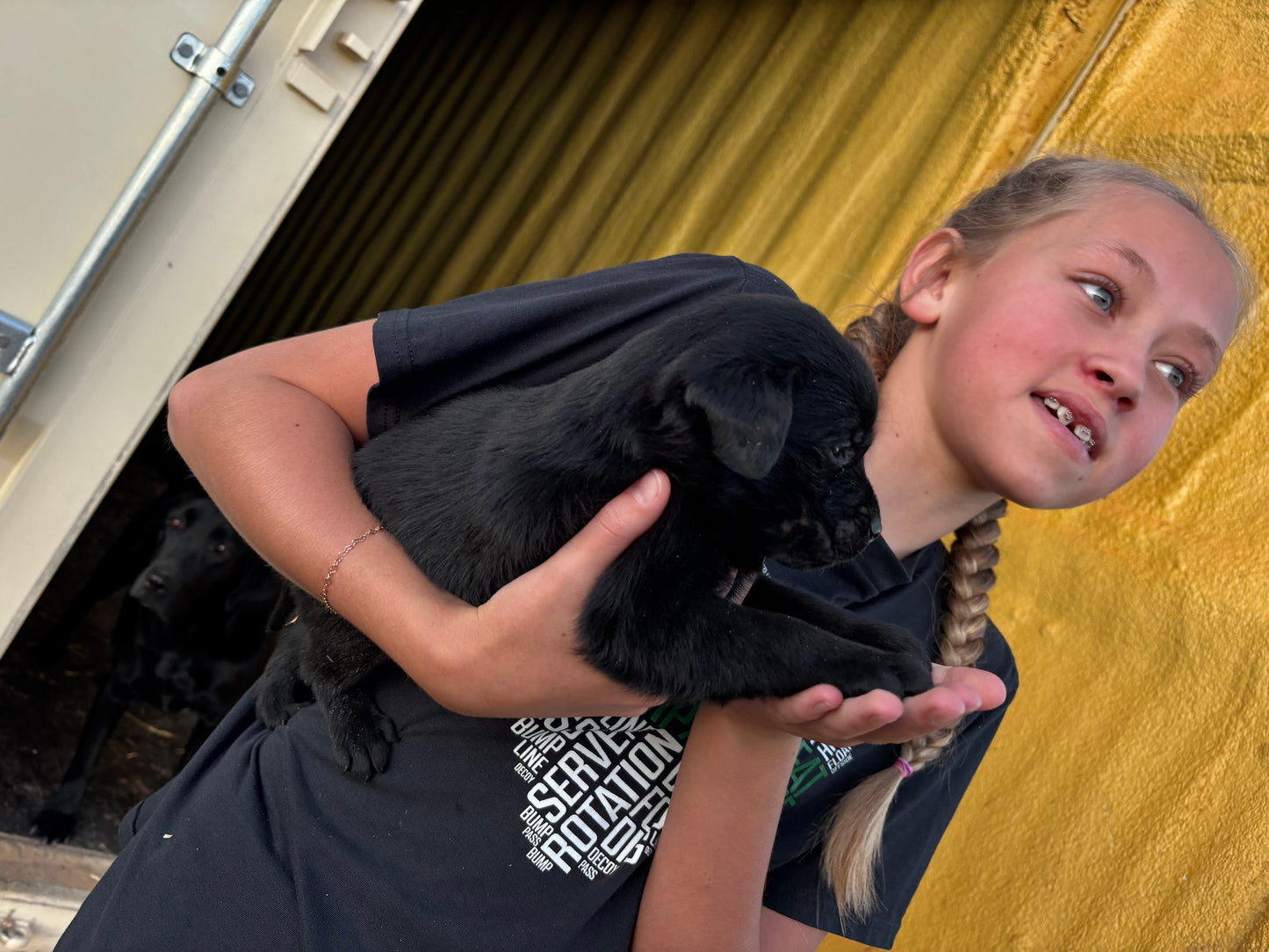 Bella - Black female Labrador