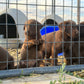 Zoey - Chocolate female Labrador