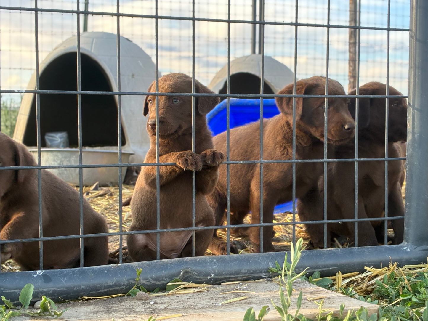 Zoey - Chocolate female Labrador