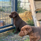 Missy - Chocolate Female labrador