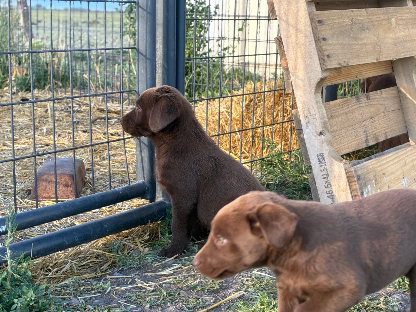 Missy - Chocolate Female labrador