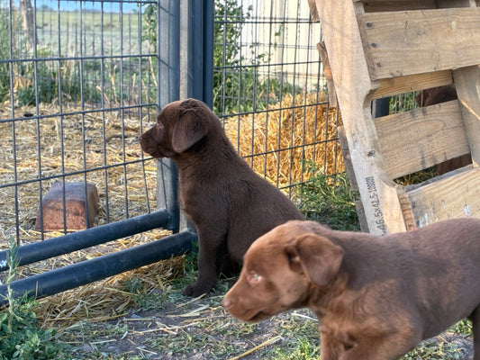 Missy - Chocolate Female labrador