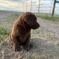 Daisy - Chocolate female Labrador