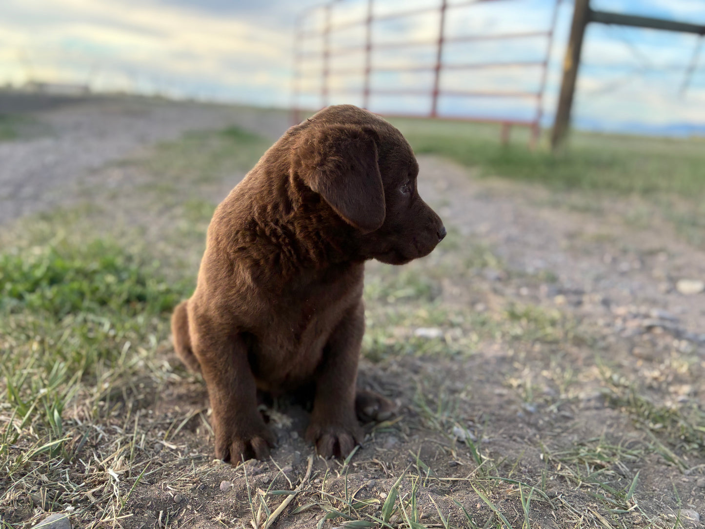 Daisy - Chocolate female Labrador
