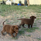 Missy - Chocolate Female labrador