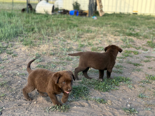 Missy - Chocolate Female labrador