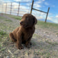 Daisy - Chocolate female Labrador