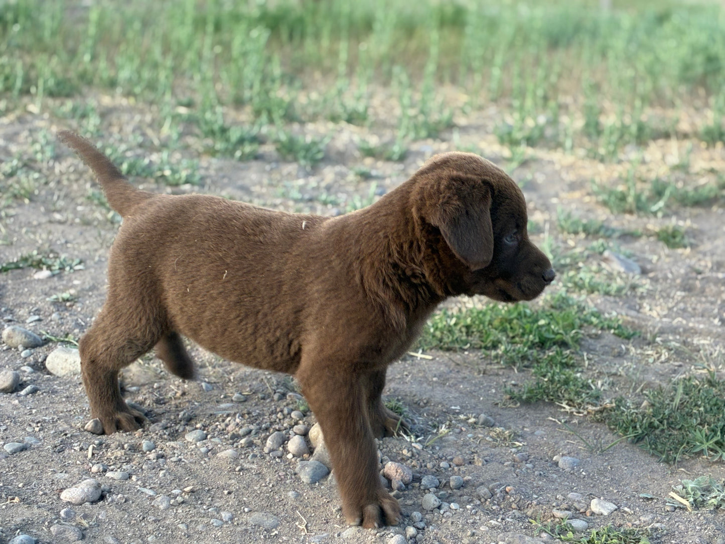Daisy - Chocolate female Labrador