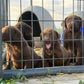 Dex - Chocolate male Labrador