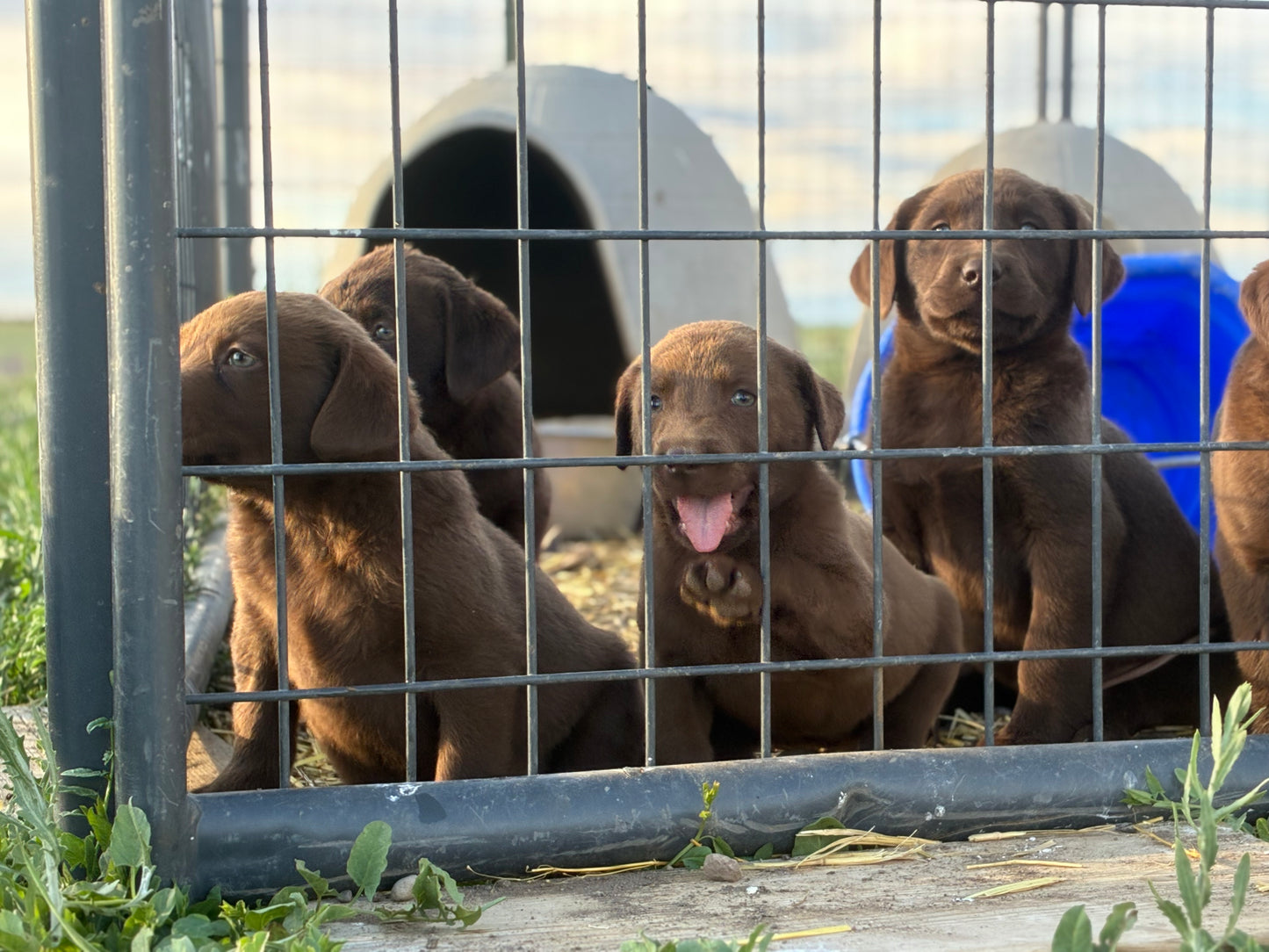 Dex - Chocolate male Labrador