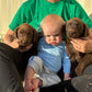 Dex - Chocolate male Labrador