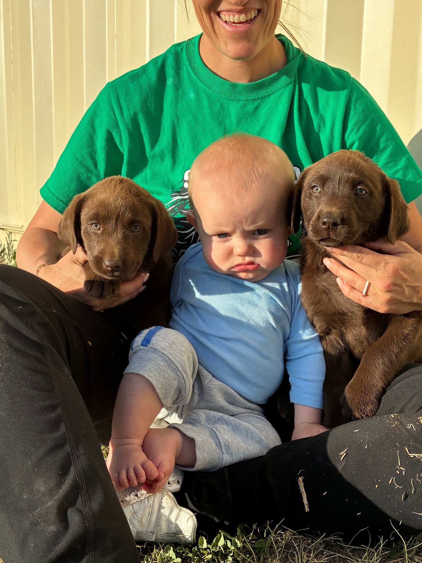 Dex - Chocolate male Labrador