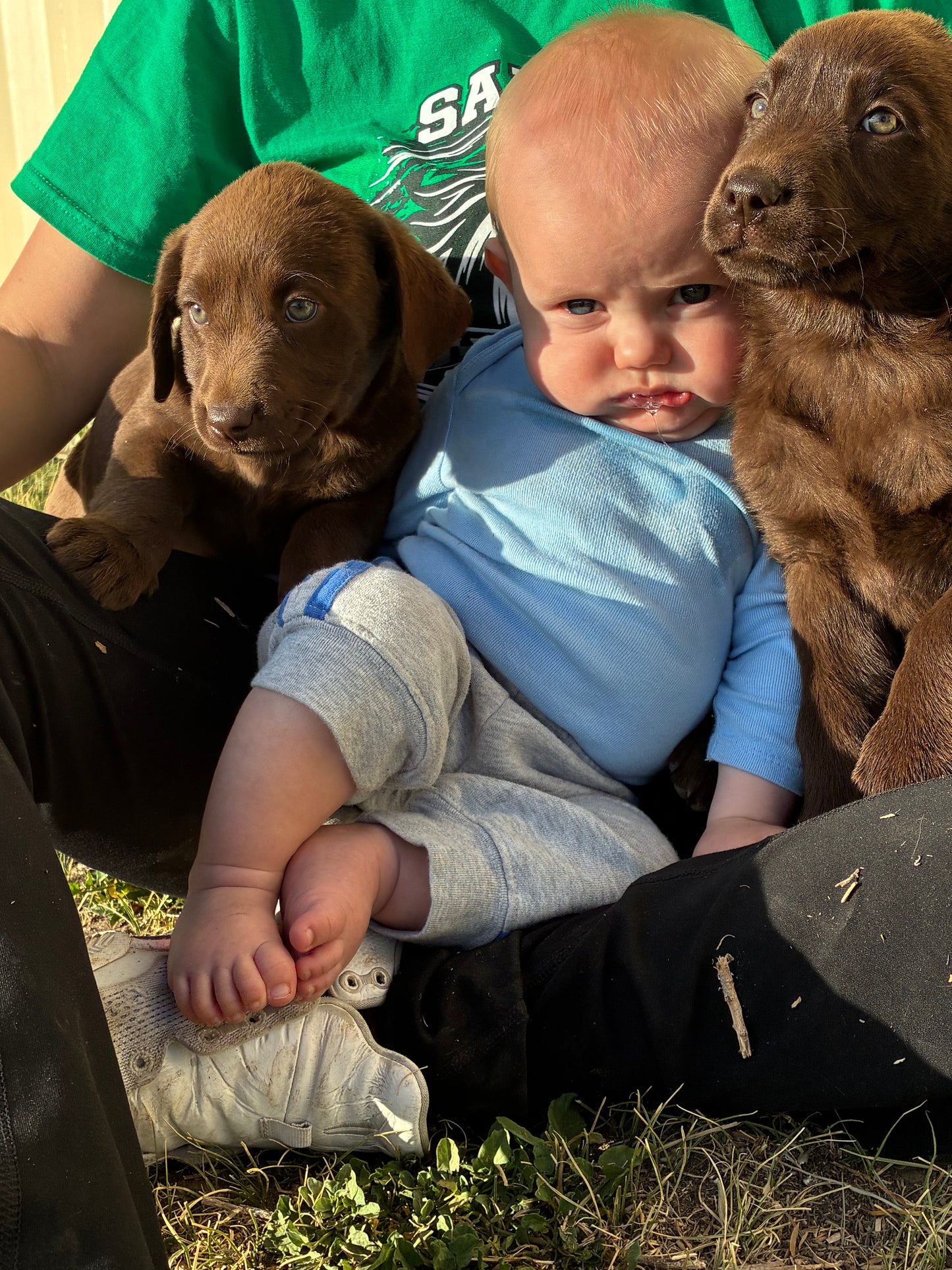 Dex - Chocolate male Labrador