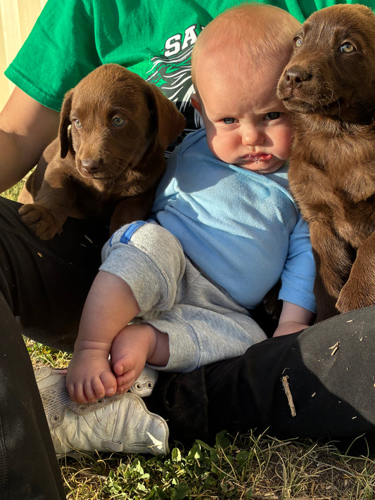 Dane - Chocolate Male Labrador