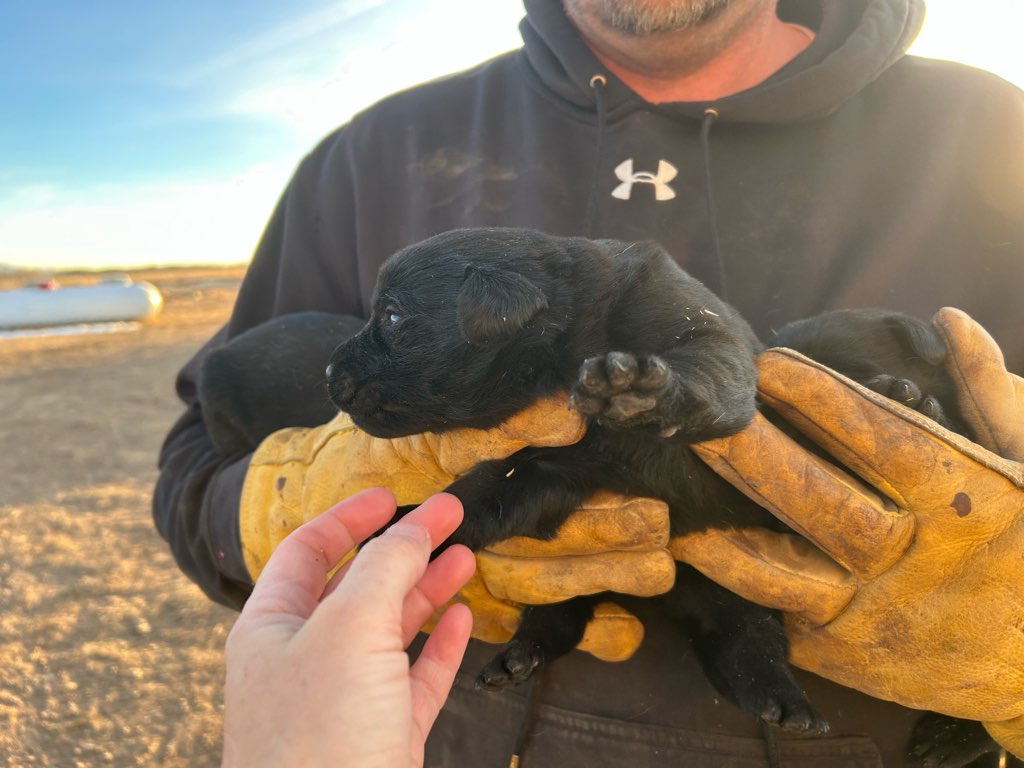 Male Black Labrador