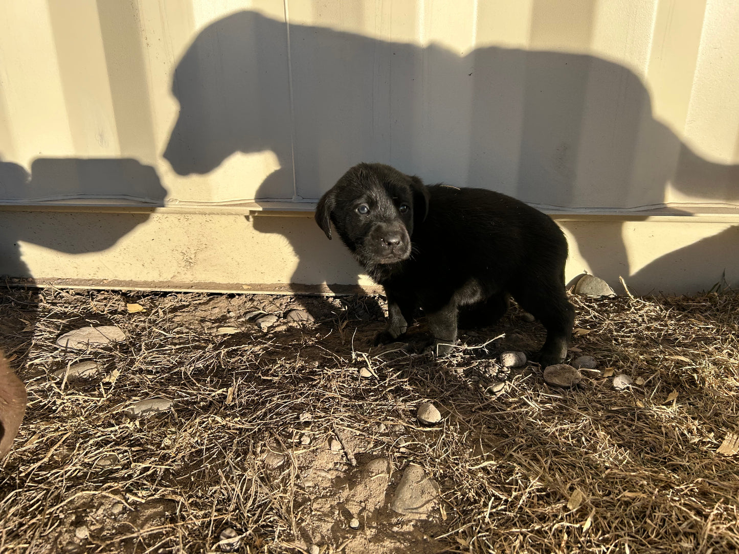 Male Black Labrador