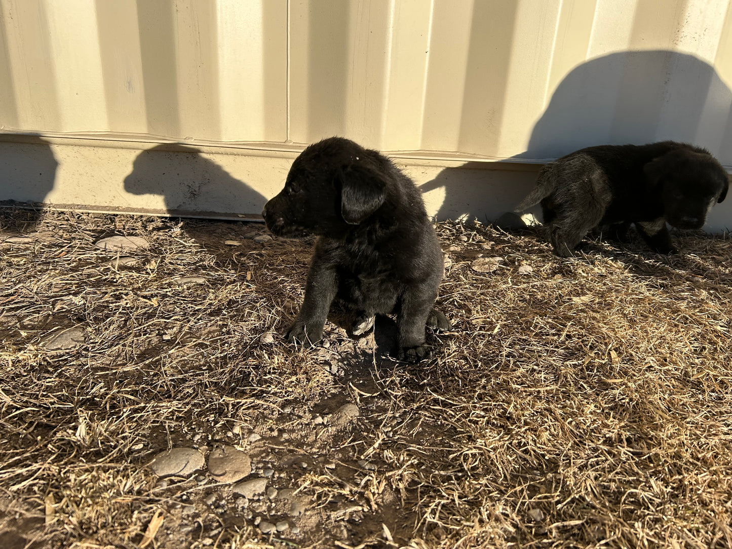 Male Black Labrador