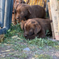 Betty - Chocolate female Labrador