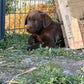 Daisy - Chocolate female Labrador