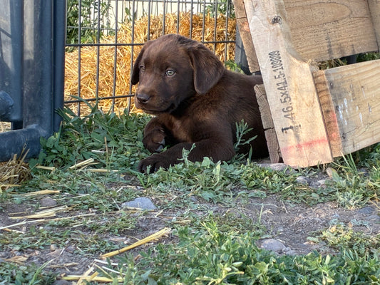 Daisy - Chocolate female Labrador