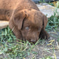 Betty - Chocolate female Labrador
