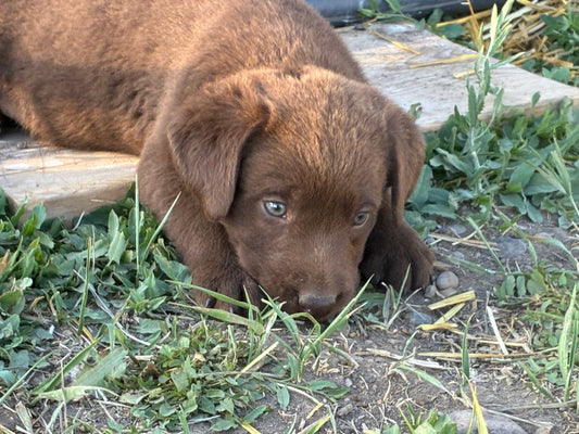 Betty - Chocolate female Labrador