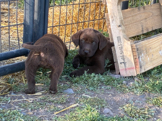 Bo - Chocolate male Labrador
