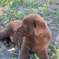 Zoey - Chocolate female Labrador