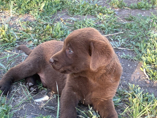 Zoey - Chocolate female Labrador