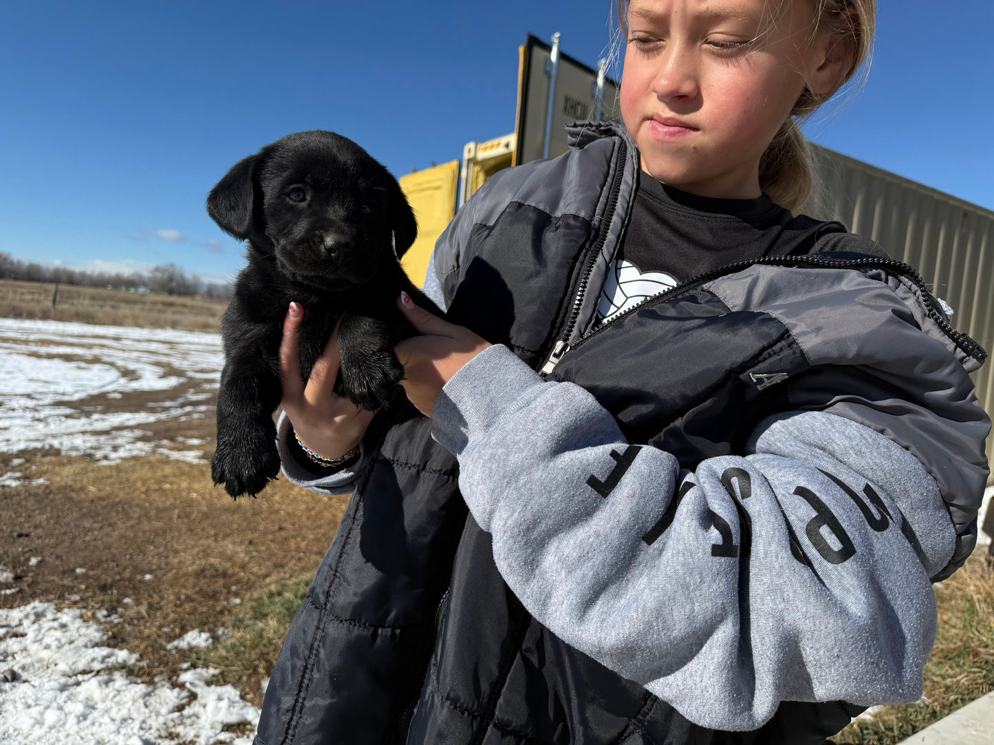 Princess - Black Female labrador