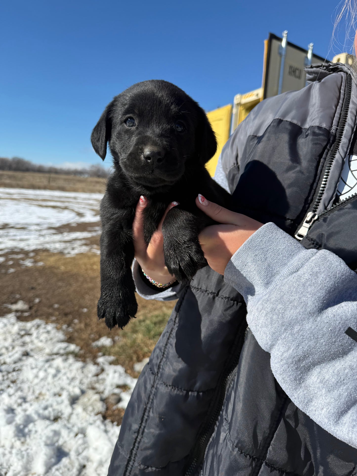 Dex - Black male Labrador