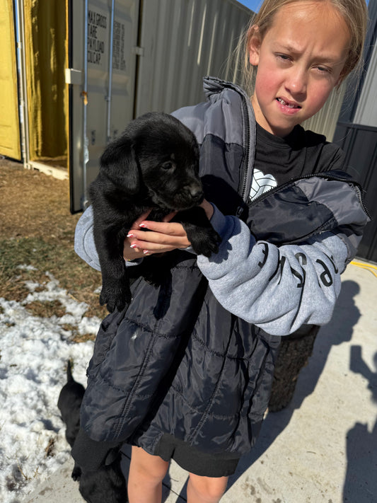 Dixie - Black Female Labrador