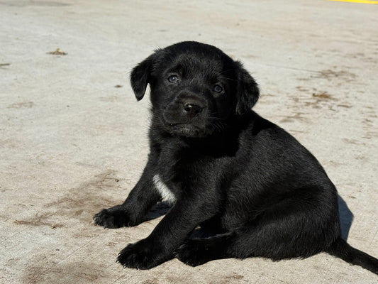 Princess - Female Black Labrador