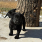 Bo - Black Male Labrador