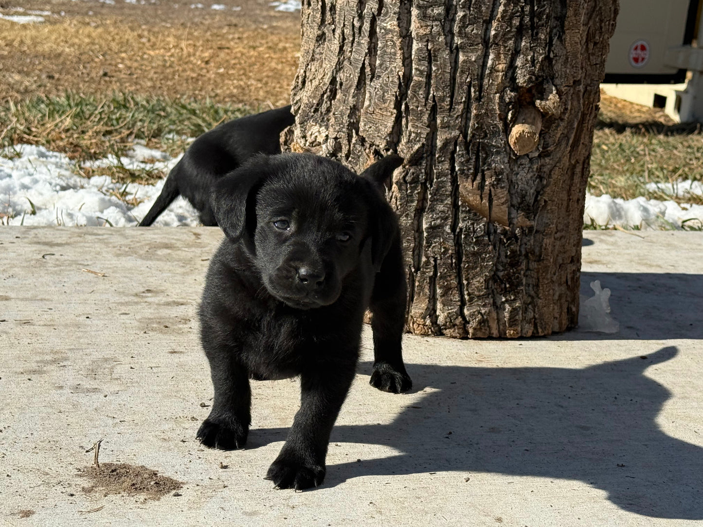 Bo - Black Male Labrador