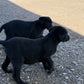 Betty - Black female Labrador
