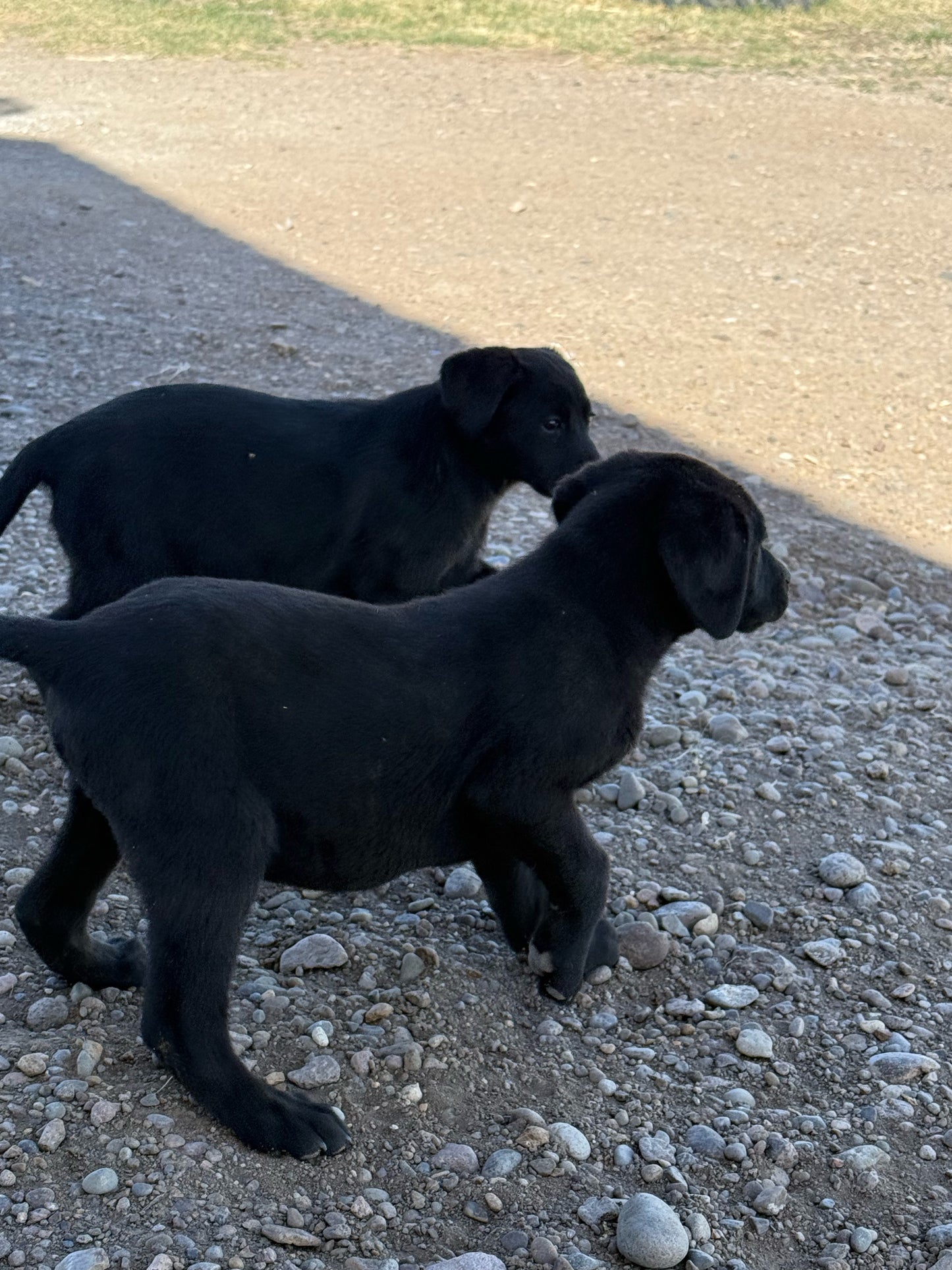 Betty - Black female Labrador