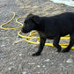 Betty - Black female Labrador