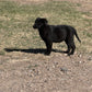 Betty - Black female Labrador
