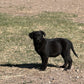 Dex - Black male Labrador
