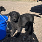 Dex - Black male Labrador