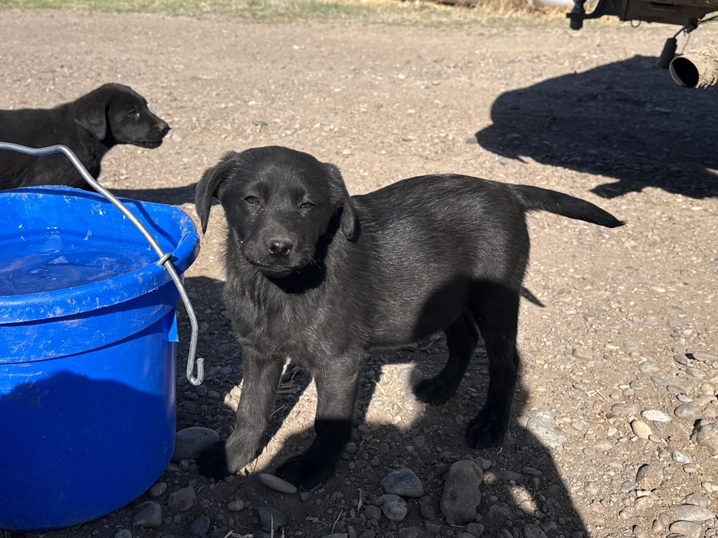 Dex - Black male Labrador