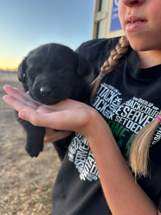 Dixie - Black Female Labrador